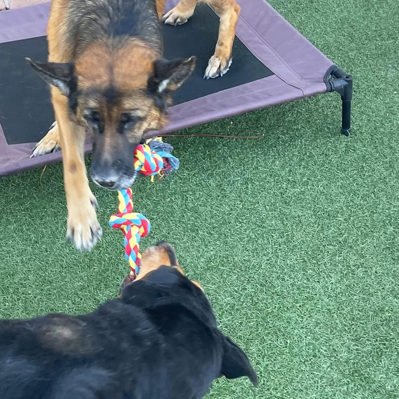 Corda de Algodão para Cães | Brinquedo de Mordida